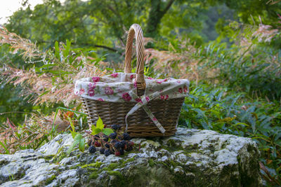 Mushrooms growing in basket on field