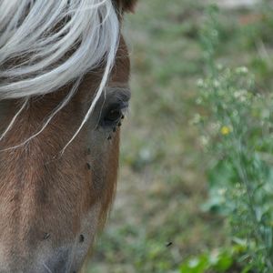 Close-up of horse in grass