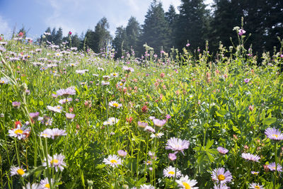 Close-up of flowering plants on land against sky