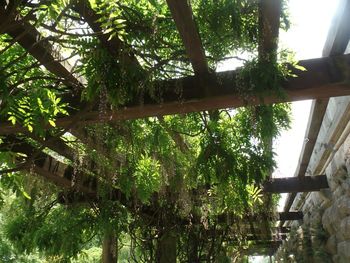 Plants growing on tree trunk