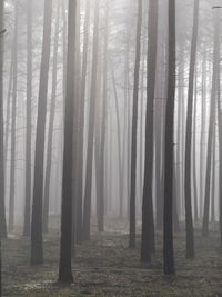 View of trees in forest