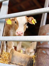 Cows in pen