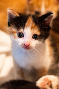 Close-up portrait of kitten