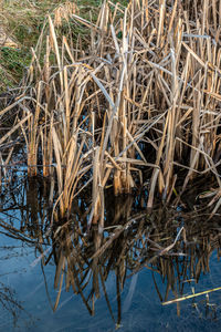 High angle view of dry plants in calm lake