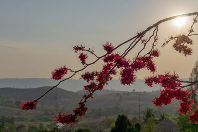 Scenic view of red flowering tree against sky during sunset