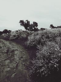 Trees on landscape against clear sky