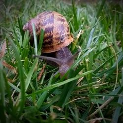 Close-up of snail on grass