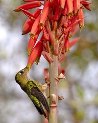 Close-up of red flowering plant