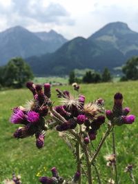 Close-up of pink flowers growing on field against mountains