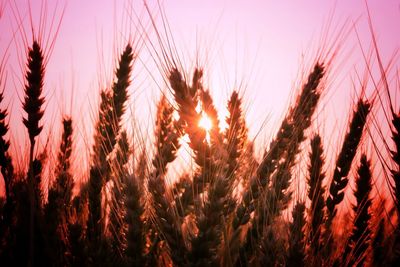 Close-up of wheat plants at sunset