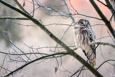 Owl perching on branch