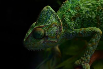 Close-up of green lizard on tree