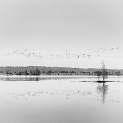 Bird flying over water