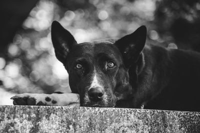 Close-up portrait of dog relaxing outdoors