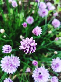 High angle view of pink flowering plants