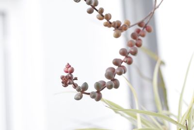 Low angle view of flowering plant against sky