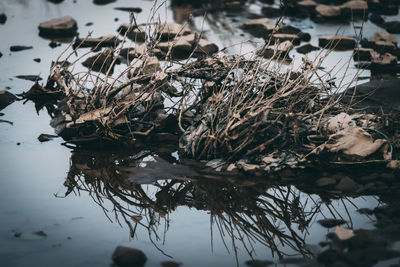 High angle view of dry plants in lake