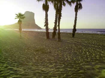 Palm trees on beach against clear sky during sunset