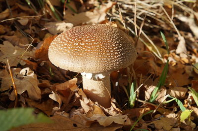 Close-up of mushroom on field