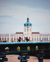 Sparrows perching on railing