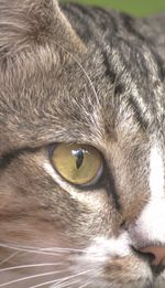 Close-up portrait of a cat