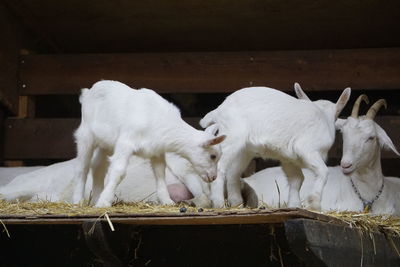 View of white sheep