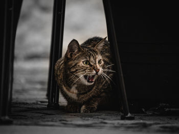 animal