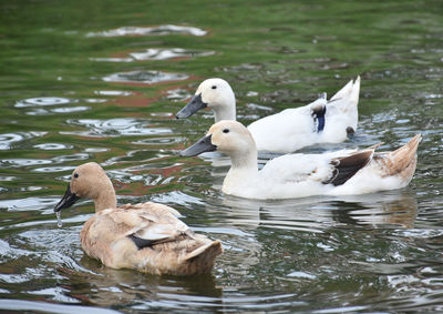 Swans in lake