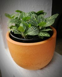 High angle view of potted plant on table