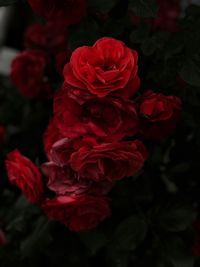 Close-up of red flowers