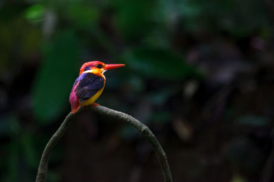 Close-up of bird perching on a branch