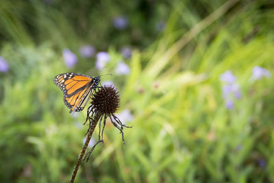Close-up of butterfly on purple flower