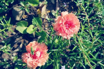 Close-up of pink flower