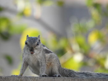 Close-up of squirrel