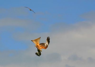 Low angle view of eagle flying in sky