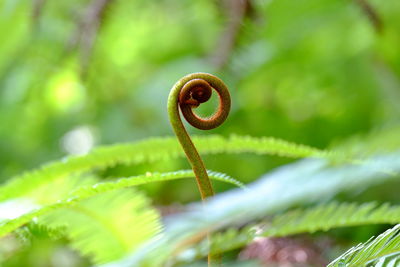 Close-up of fern on plant