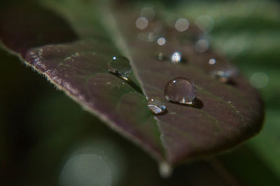 Close-up of raindrops on leaves