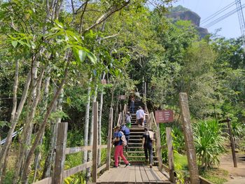 Rear view of people on footpath amidst trees