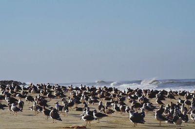 Flock of seagulls at beach against sky