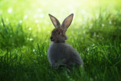 Close-up of rabbit on grassy field