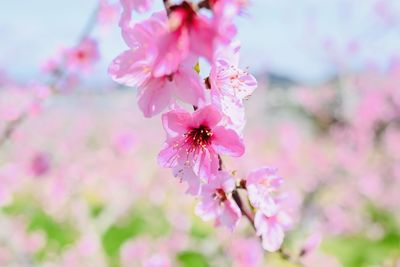 Close-up of pink cherry blossoms