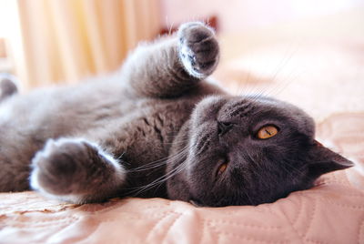 Close-up of cat resting on bed