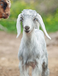 Portrait of kid goat standing on land