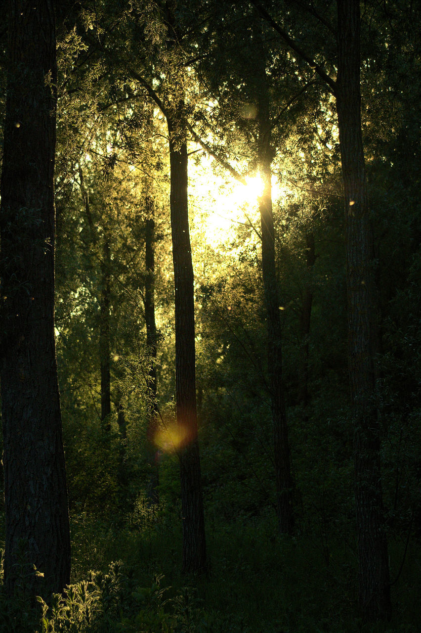 SUNLIGHT STREAMING ON TREES IN FOREST