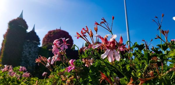Close-up of pink flowering plants