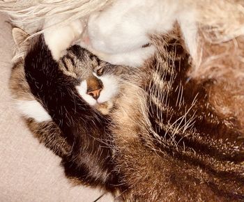 High angle view of cat sleeping