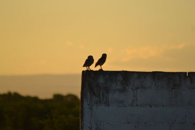 Bird perching on a wall