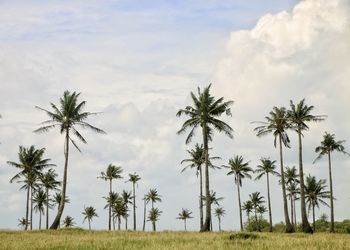 Palm trees on field against sky