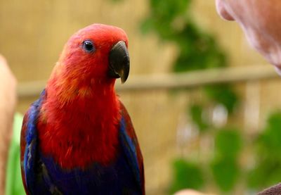 Close-up of parrot