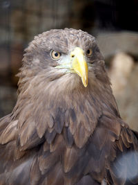 Close-up portrait of eagle